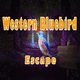 8b western bluebird escape