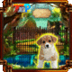 Top10 release the cute puppy